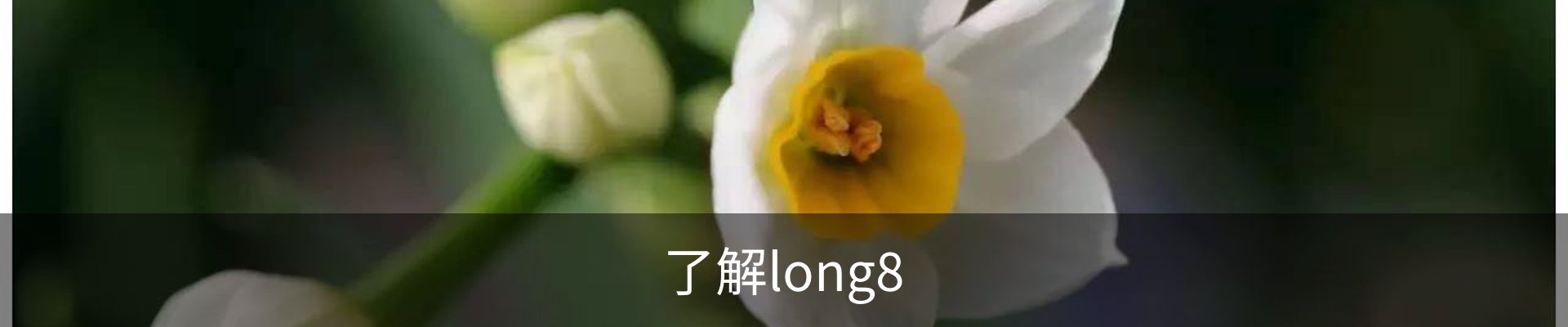 了解long8